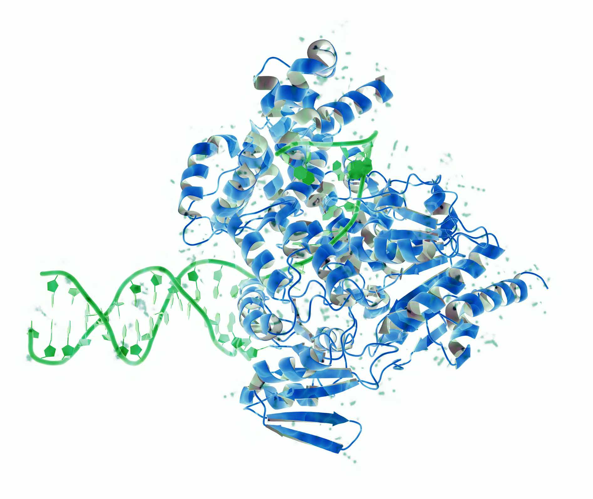 DNA-Helikase